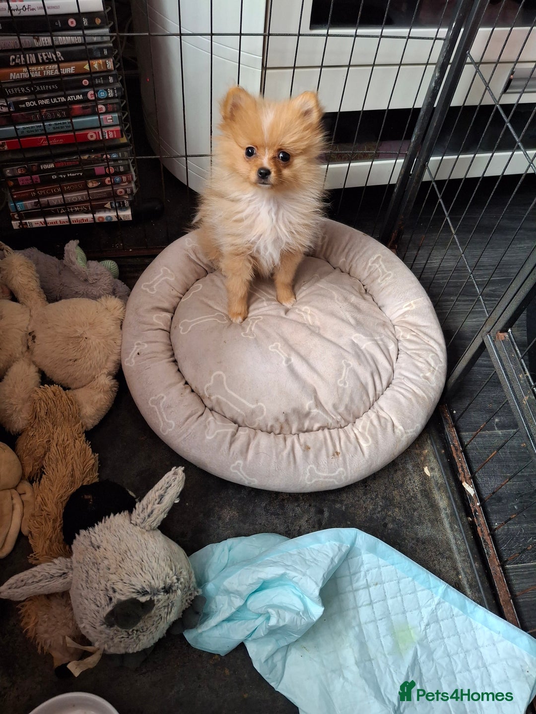 Pomeranian dogs for sale:  WELL BRED ** POMERANIAN - Image 9