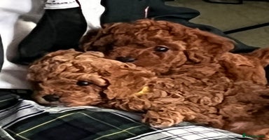 Cavapoo dogs - Advert 7