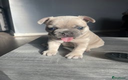 French Bulldog dogs for sale: French bulldog  - Image 1