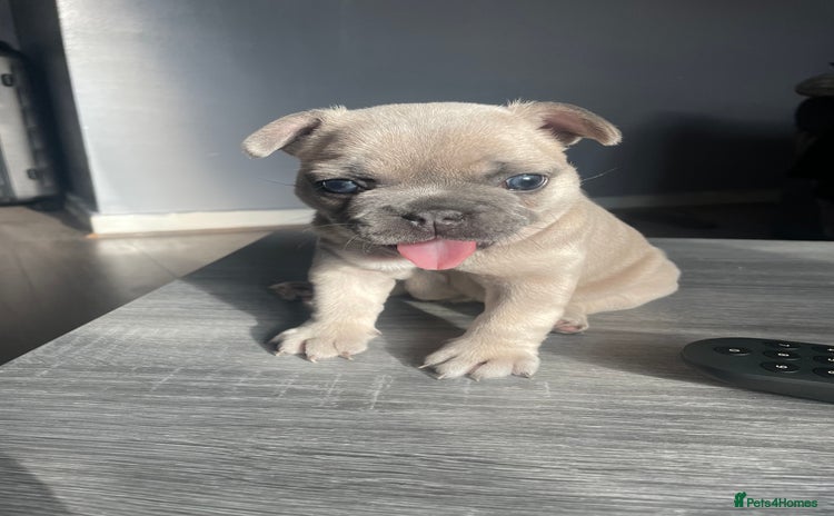 French Bulldog dogs - Advert 16