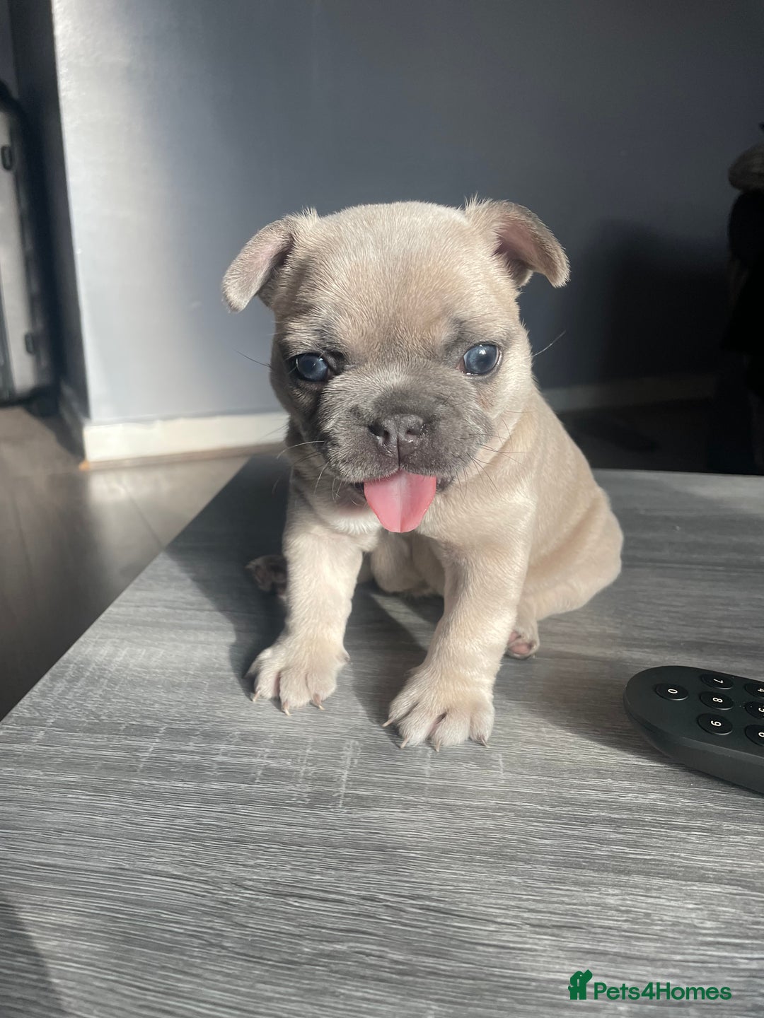 French Bulldog dogs for sale: French bulldog  - Image 1