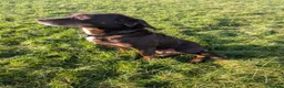 Mixed Breed dogs for sale: Gorgeous Kelpie cross/ golden retriever puppies  - Advert 9