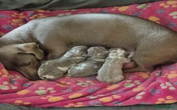 Dachshund dogs for sale: Kc isabella dapples boys - Image 4