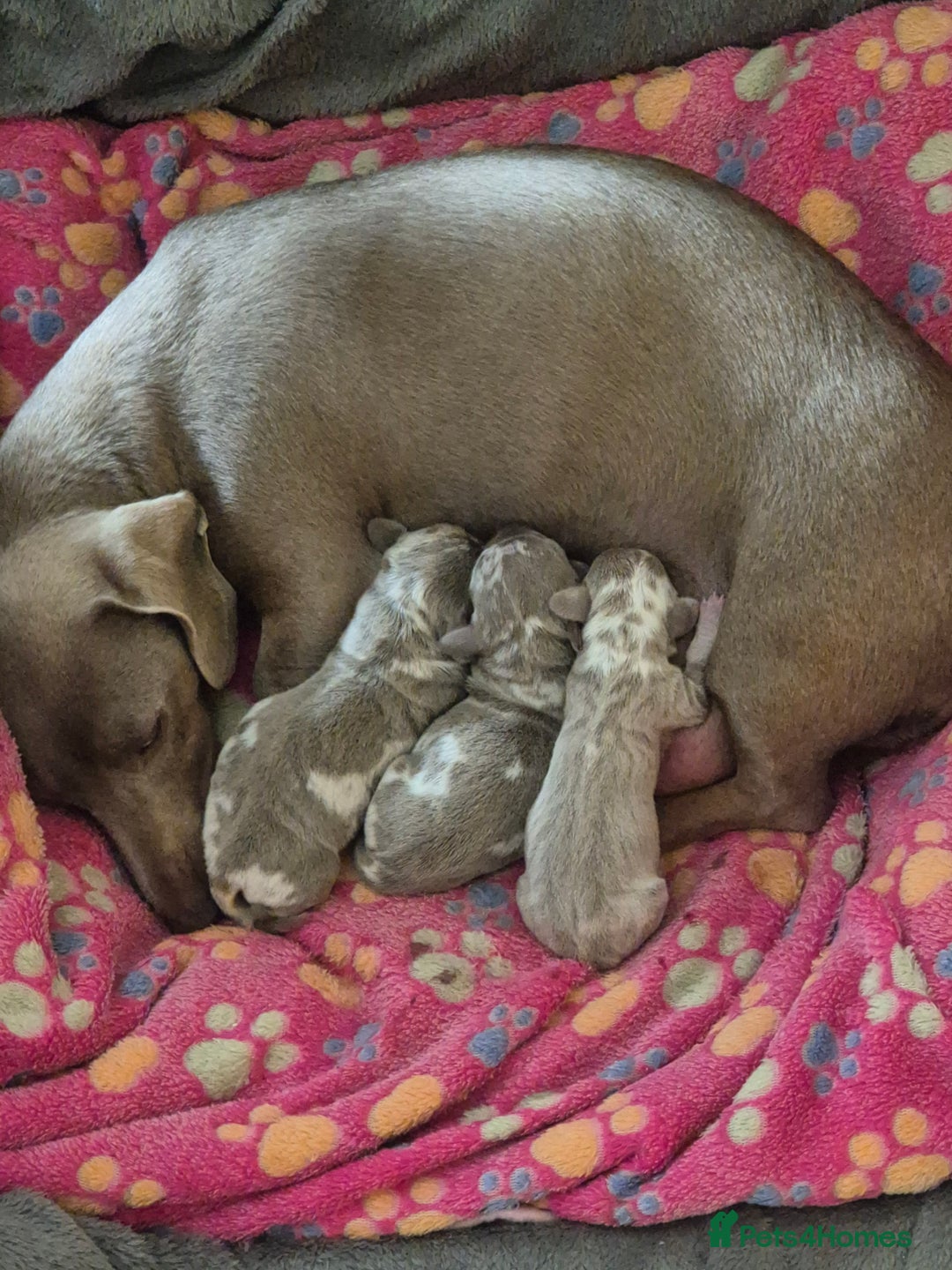Dachshund dogs for sale: Kc isabella dapples boys - Image 4