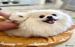 Pomeranian dogs for sale: Quality, optic white pomeranians 💕 - Image 38