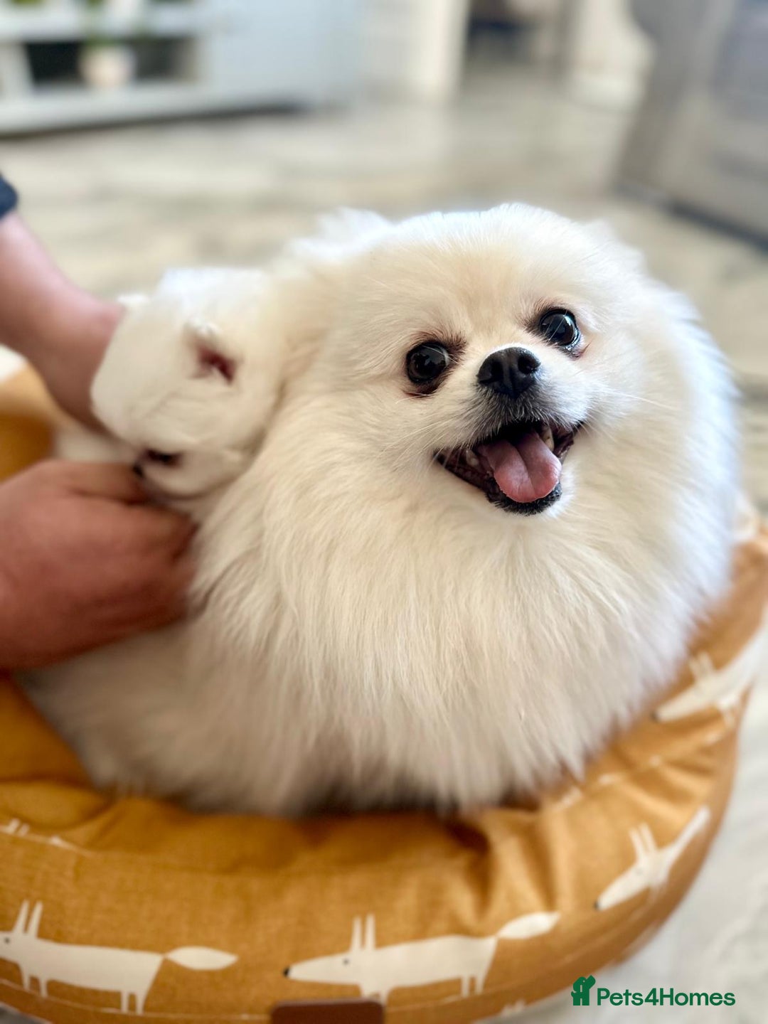 Pomeranian dogs for sale: Quality, optic white pomeranians 💕 - Image 38