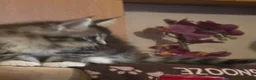 Maine Coon cats for sale: 3 maine coon kittens  - Advert 4