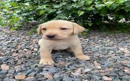 Labrador Retriever dogs for sale: Pedigree Labrador Pups - Image 9