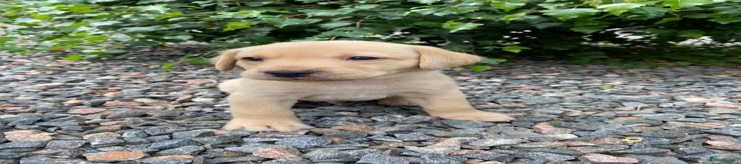 Labrador Retriever Puppy 1