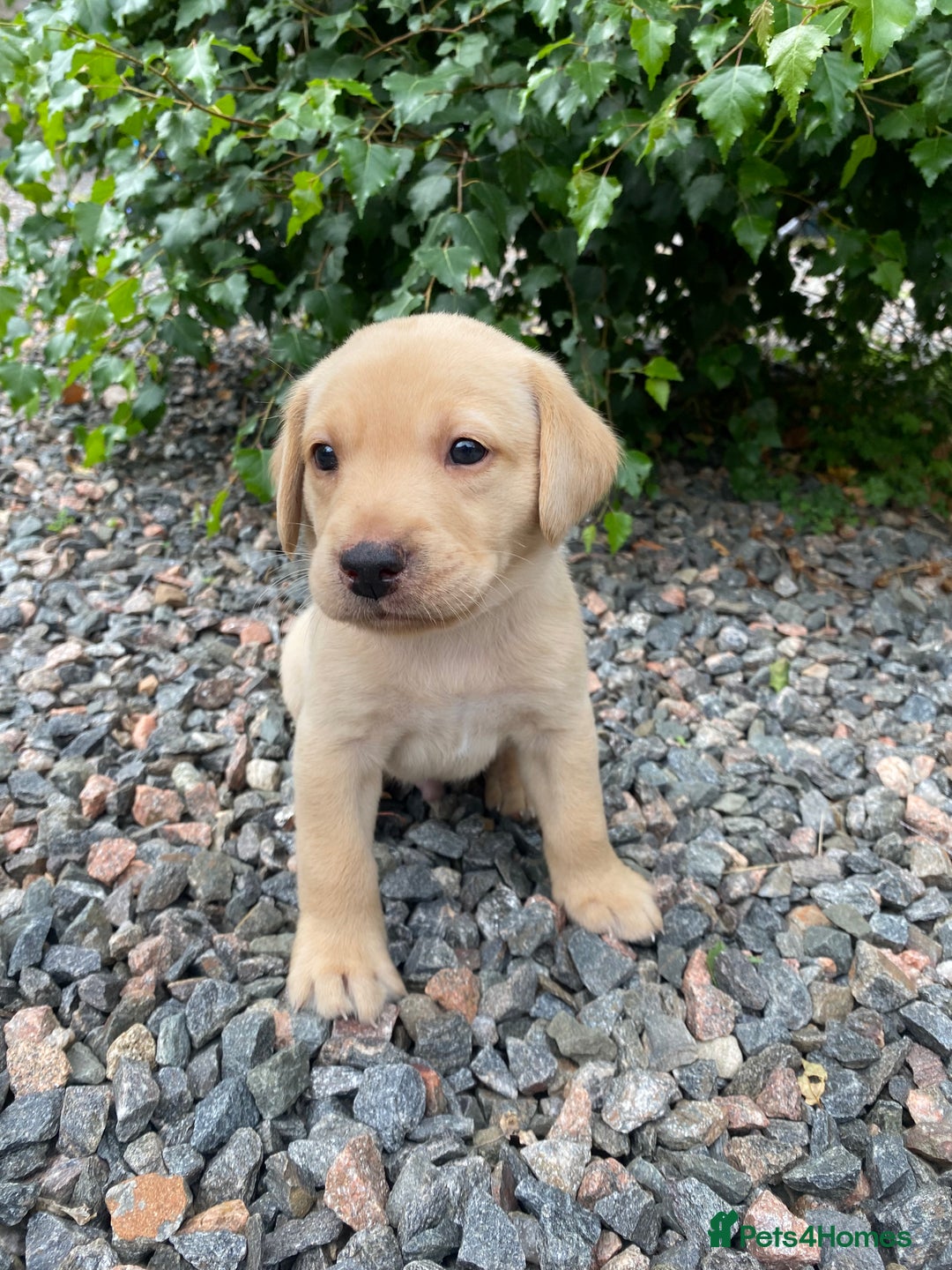 Labrador Retriever dogs for sale: Pedigree Labrador Pups - Image 9