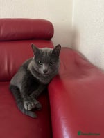 Russian Blue cats Purebred Russian Blue, GCCF-registered - Advert 8