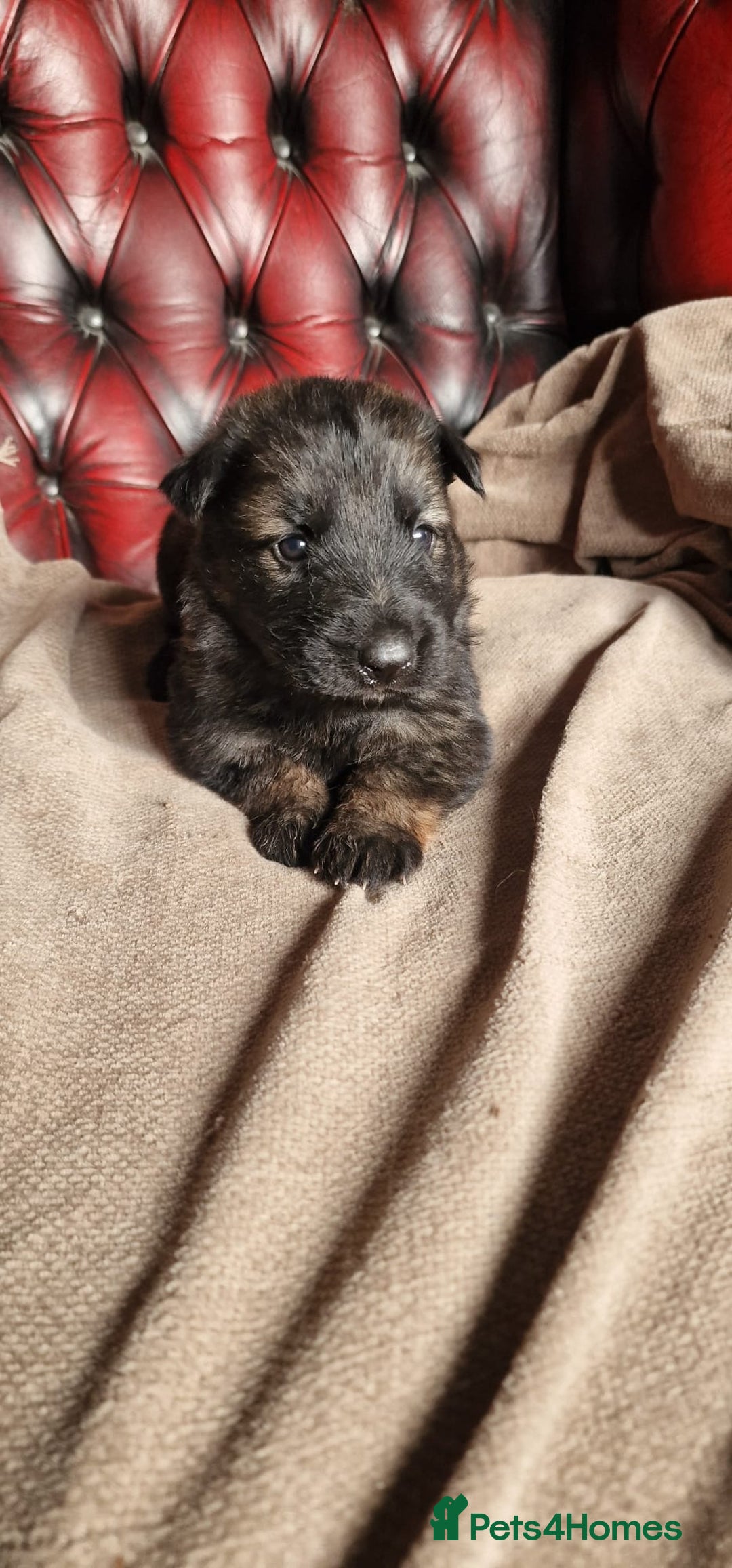 German Shepherd dogs for sale: Long-Haired Straight Back German Shepherd Puppies - Image 18