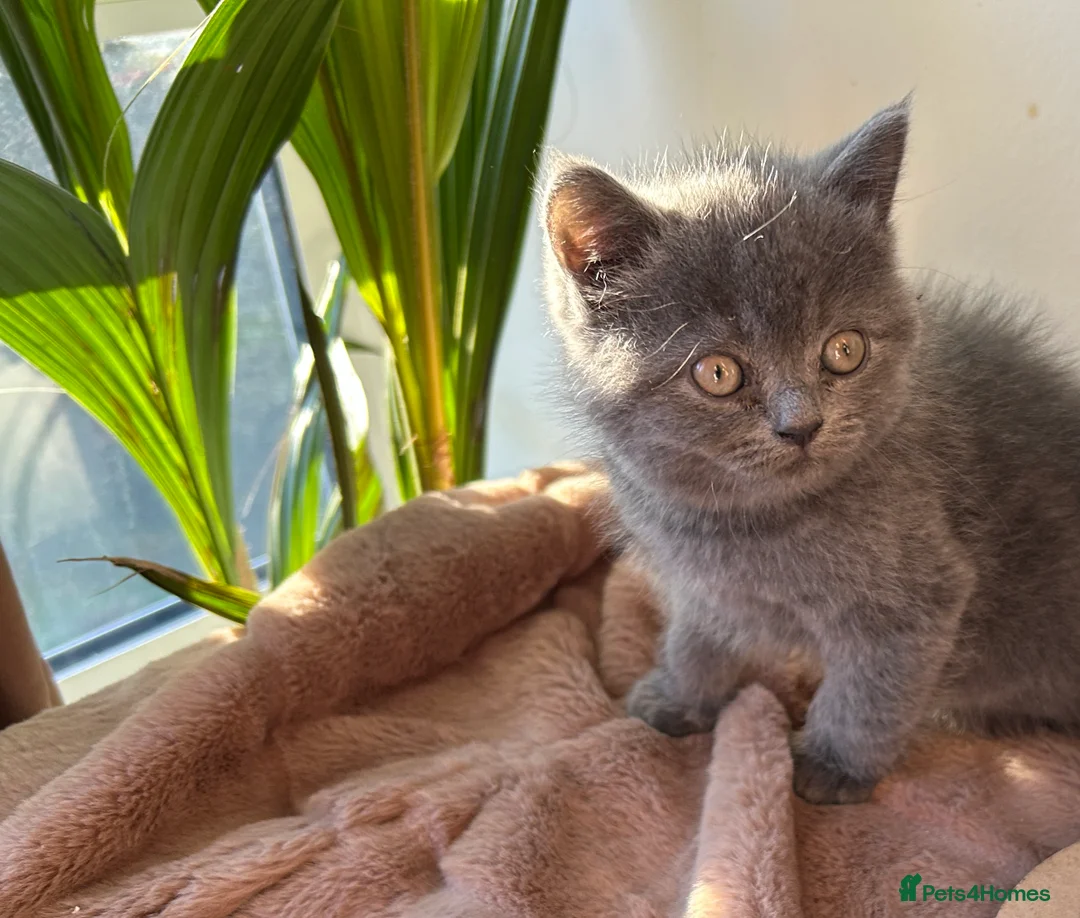 British Shorthair cats for sale: 2 female british shorthair kittens ready to go  - Advert 14