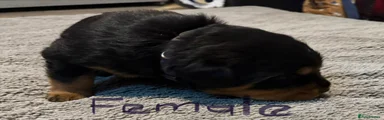 Rottweiler 4
