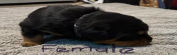 Rottweiler dogs for sale: STUNNING KC REGISTERED PUPPIES  - Advert 10