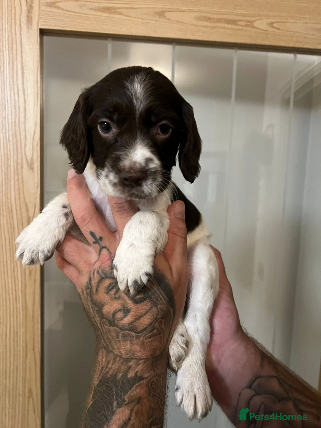 English Springer Spaniel dogs for sale: 🐾 English Springer Spaniel Puppies for Sale 🐾 - Advert 7
