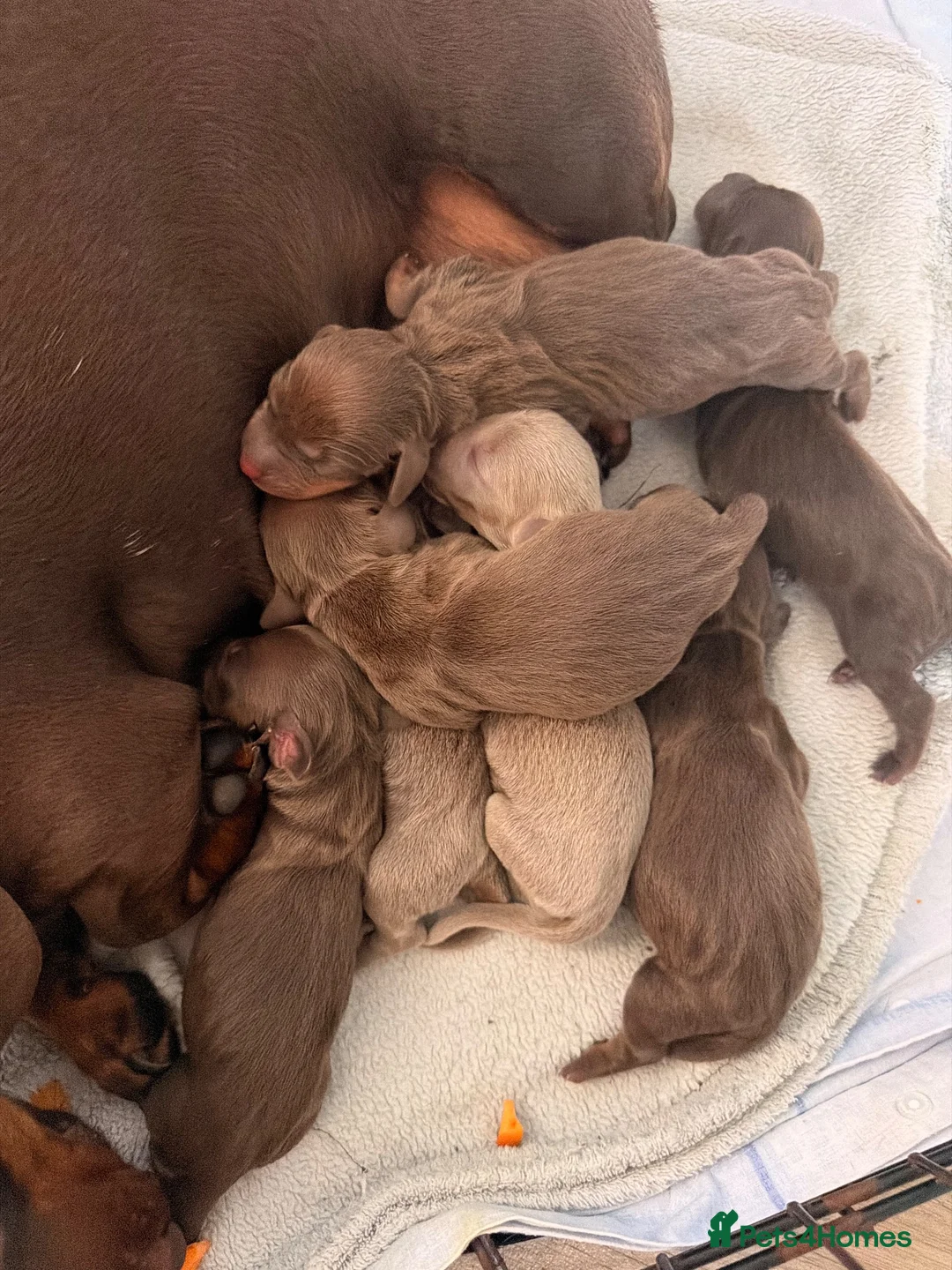 Miniature Dachshund dogs for sale: Miniature dachshunds looking for new home!! - Advert 2