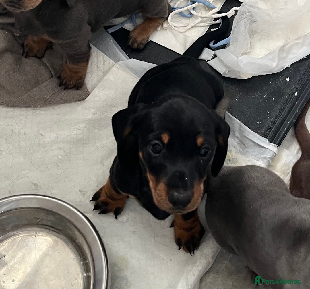 Miniature Dachshund dogs for sale: mini dachshund puppys❗️LAST BOY❗️ - Image 2
