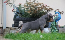 American Bully dogs for sale: GrCh Big Bounty x TIKTOK litter - Image 9