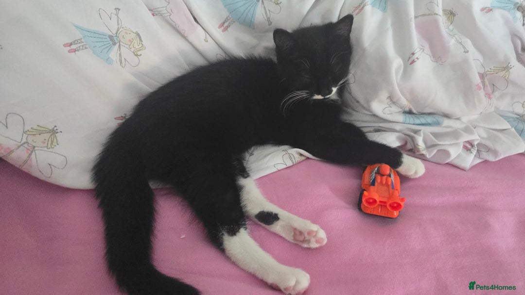 Domestic Shorthair cats for sale: 12-Week-Old Playful Tuxedo Kitten – Vaccinated  - Image 2