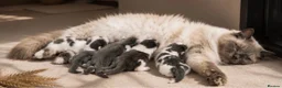 Ragdoll cats for sale: Adorable Ragdoll Cross Kittens– Fluffy - Advert 6