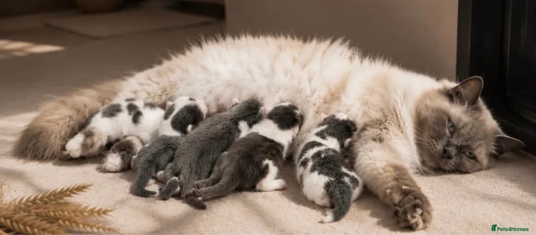 Ragdoll cats for sale: Adorable Ragdoll Cross Kittens– Fluffy - Advert 6