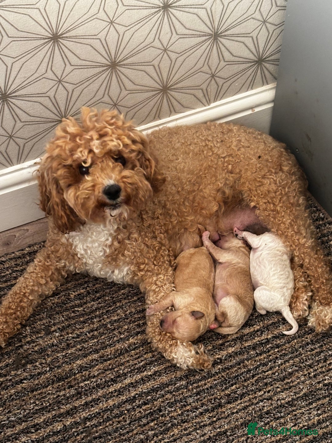 Poochon dogs for sale: Poochon Puppies - Image 6
