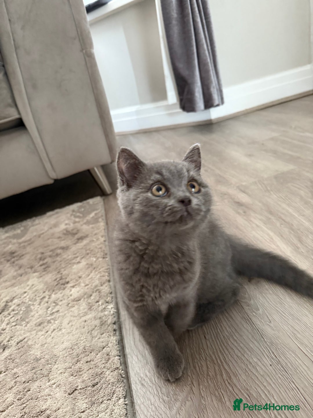 British Shorthair cats for sale: British Shorthaired Boy Kitten 5 months old - Image 6