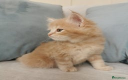 Maine Coon cats for sale: Big Chunky Maine Coon Kittens - Image 7
