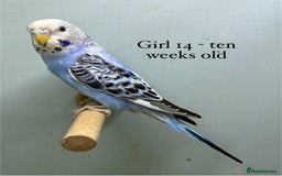 Budgerigars birds for sale: 8 week old Beautiful baby Budgies - Image 13