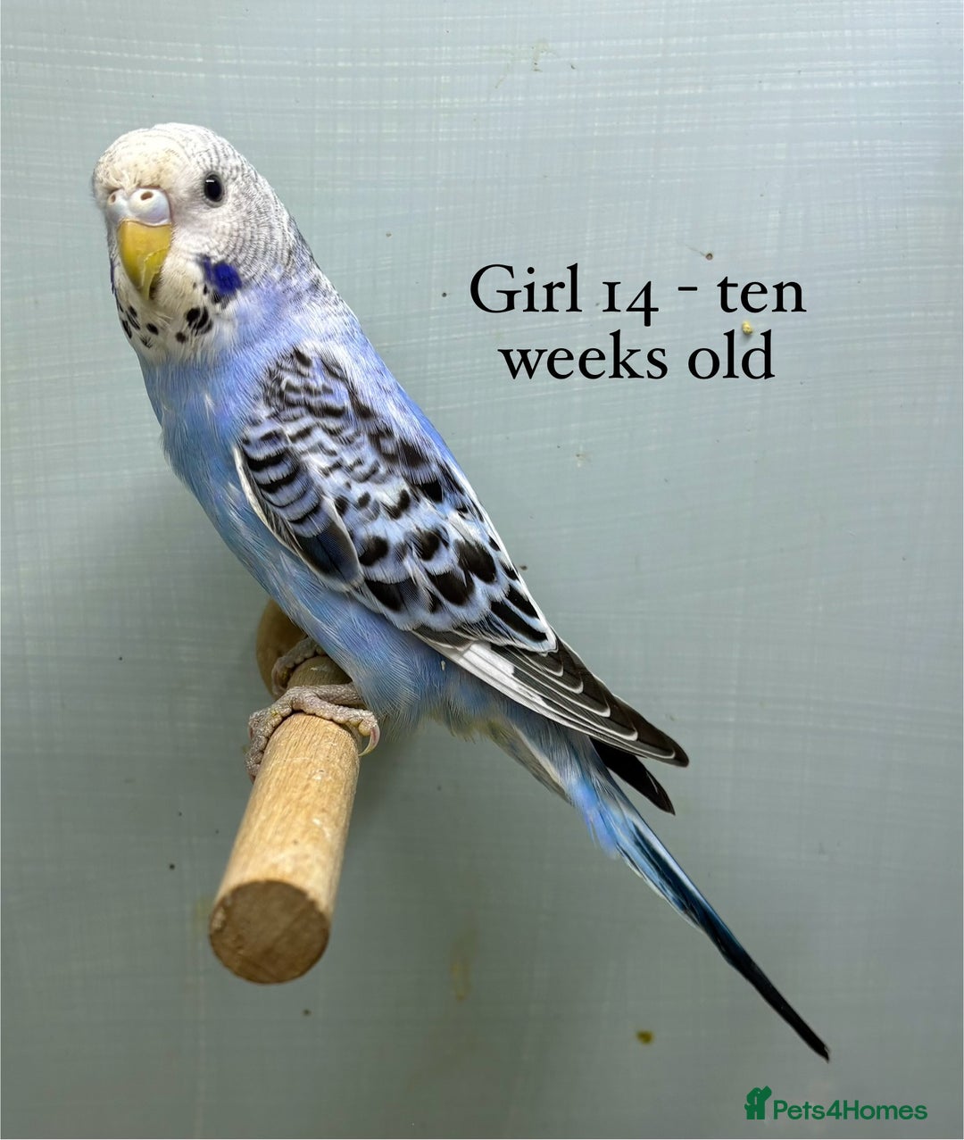 Budgerigars birds for sale: 8 week old Beautiful baby Budgies - Image 13