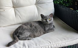 British Shorthair cats for sale: 4 years old British Short-hair - Image 5