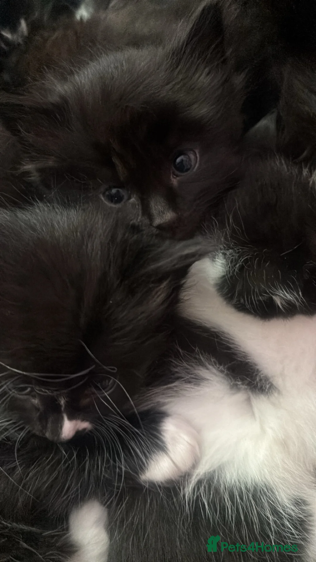 Ragdoll cats for sale: All black blue eye female kitten ragdoll cross  - Advert 2