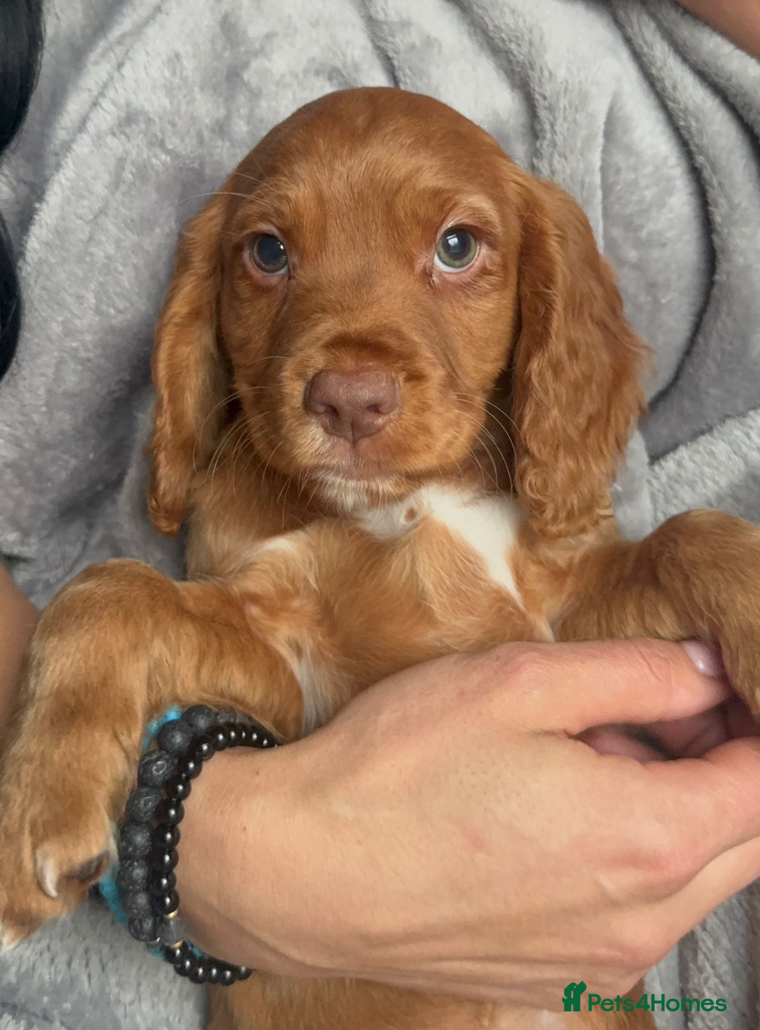 Cocker Spaniel dogs 1 BOY READY NOW! KC registered Cocker spaniel  - Advert 7