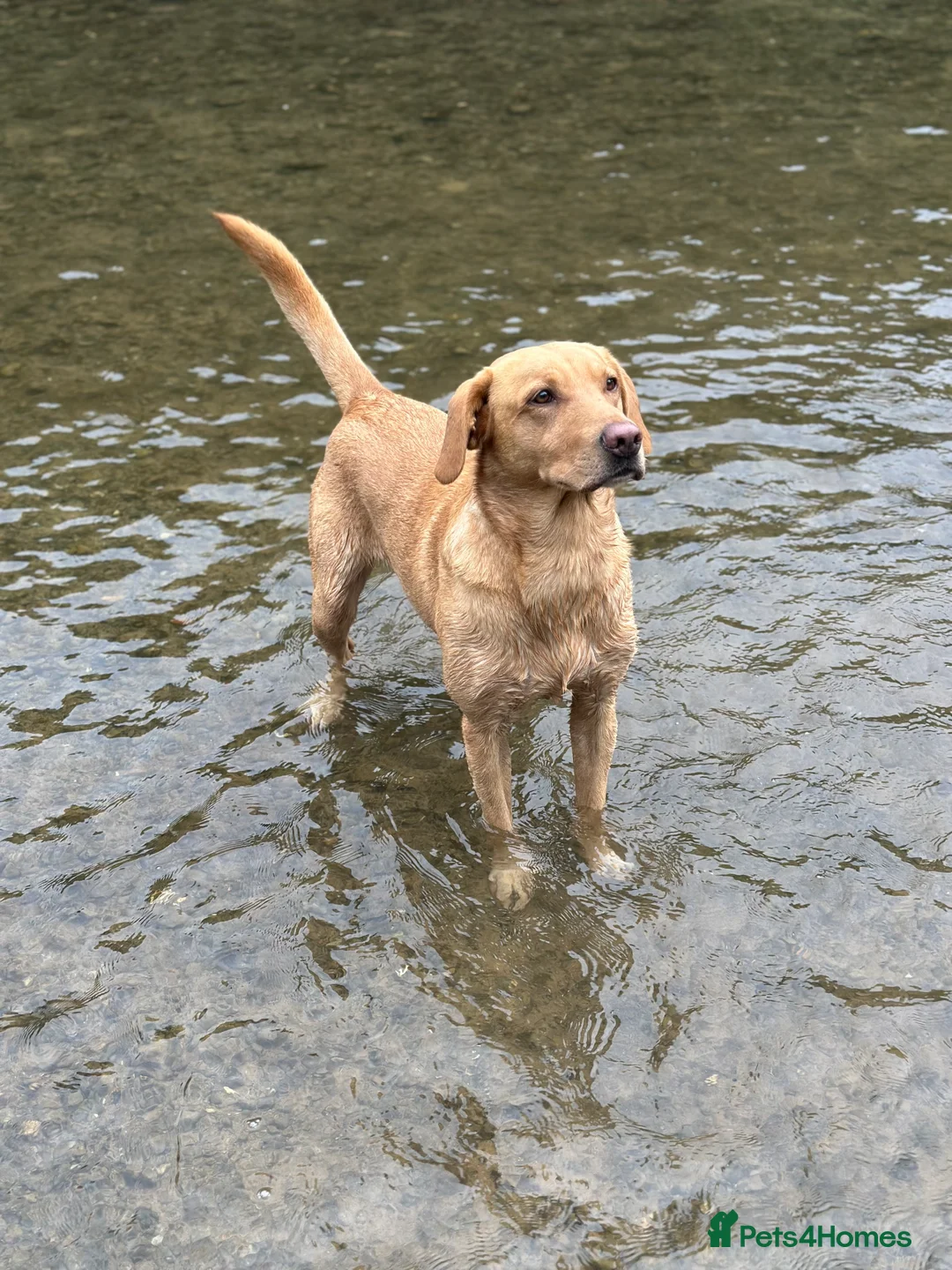 Labrador Retriever dogs for stud: ⭐️REGGIE⭐️ PROVEN KC REG WORKING LABRADOR STUD in Chelmsford - Advert 17