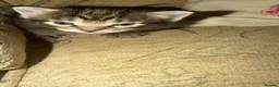Mixed Breed cats for sale: Exotic Kittens For Sale in Aylesbury - Advert 1