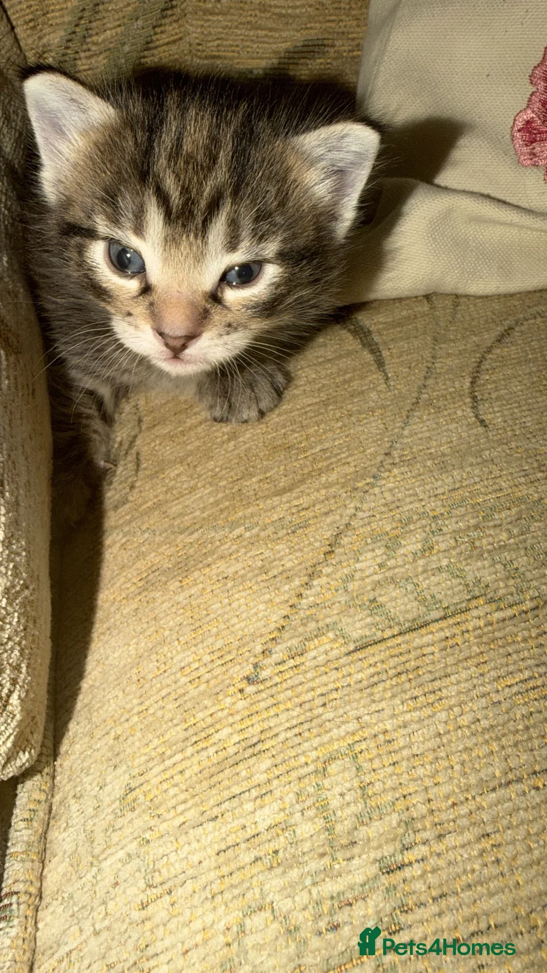 Mixed Breed cats for sale: Exotic Kittens For Sale in Aylesbury - Advert 1