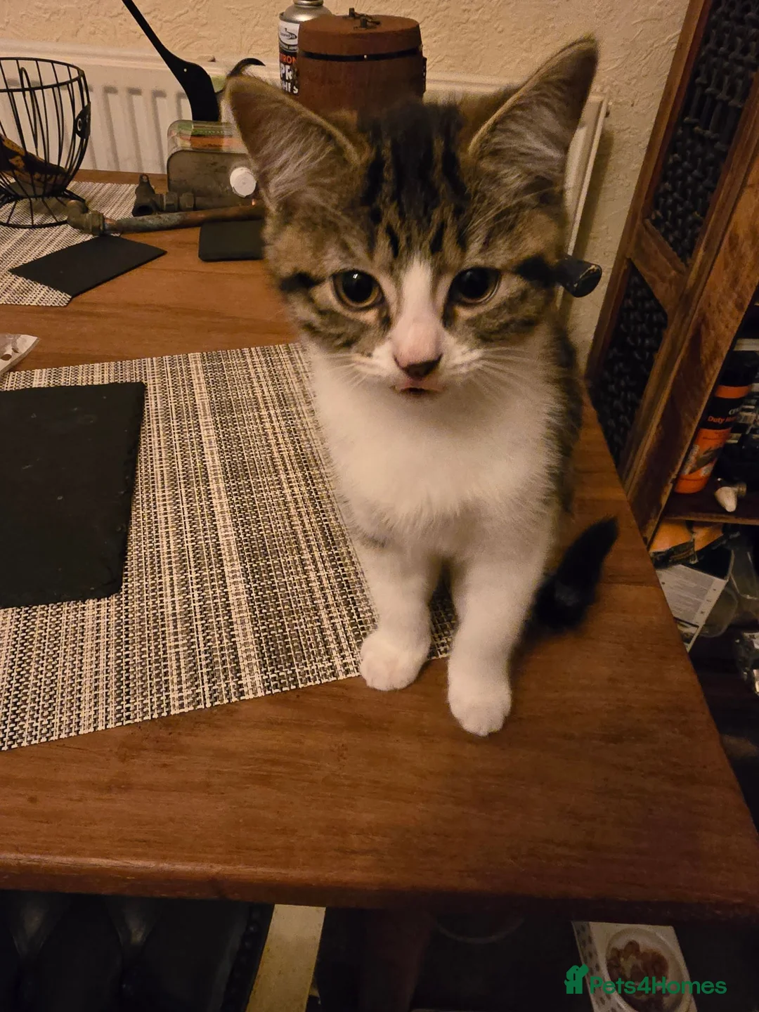 Mixed Breed cats for sale: 6 Mixed Ragdoll kittens  in Nelson - Advert 10