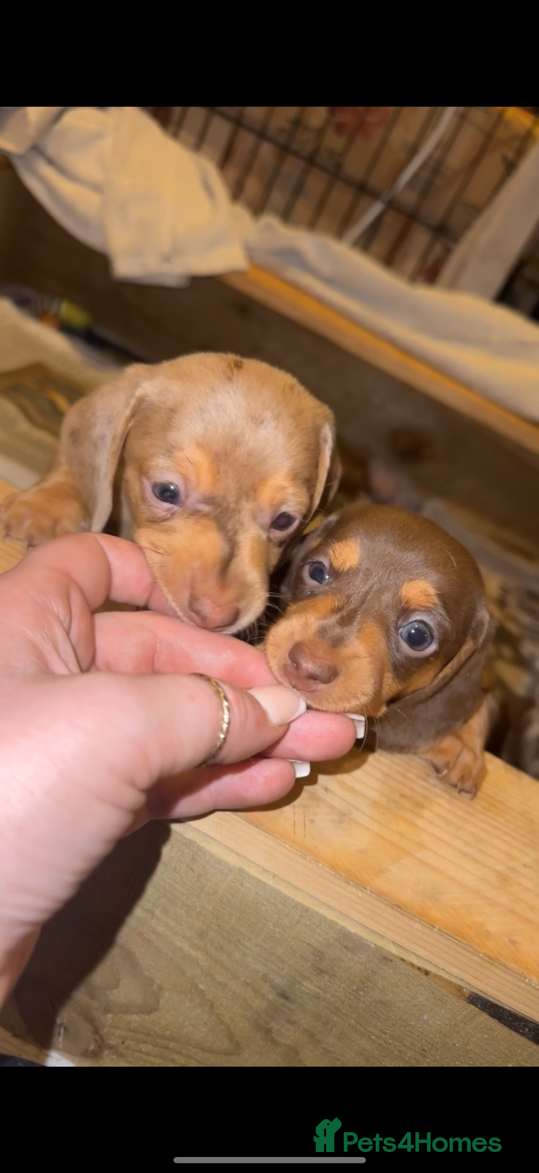 Miniature Dachshund dogs for sale: 2 Miniture dachshunds for sale  - Advert 1