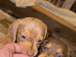 Miniature Dachshund dogs 2 Miniture dachshunds for sale - Advert 3