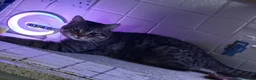 Mixed Breed cats for sale: Beautiful kittens looking for there forever home - Advert 3