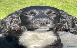 Cocker Spaniel dogs for sale: Exceptionally well bred puppies  - Image 3