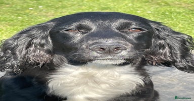 Cocker Spaniel dogs - Advert 16