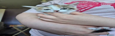 patch