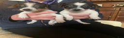 Jack Russell dogs for sale: Miniature jack russels - Advert 4
