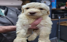 Labradoodle dogs for sale: Large standard labradoodles - Image 14