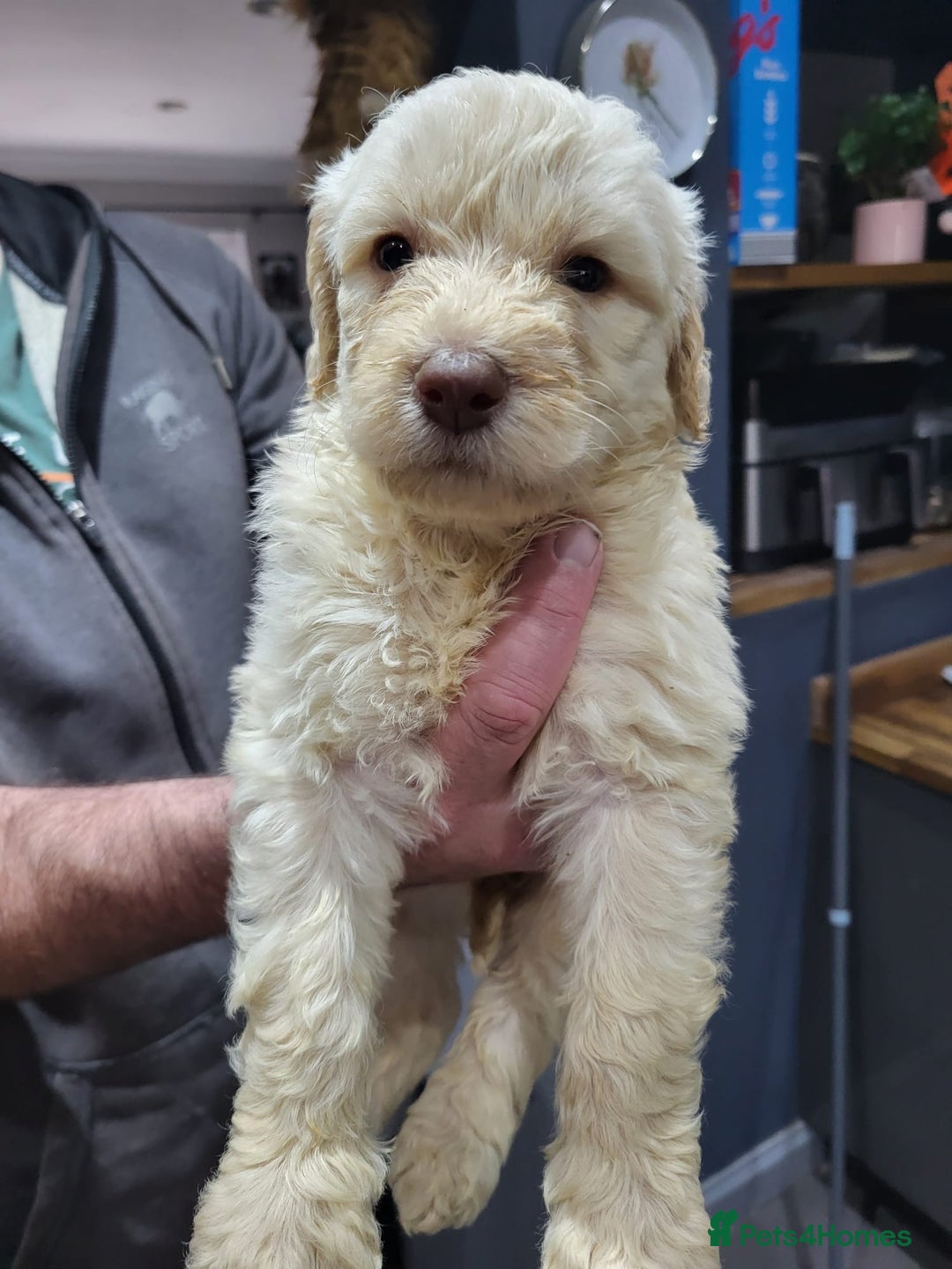 Labradoodle dogs for sale: Large standard labradoodles - Image 14
