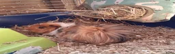 Guinea Pig rodents for sale: 2 stunning brother guinea pigs - Advert 5