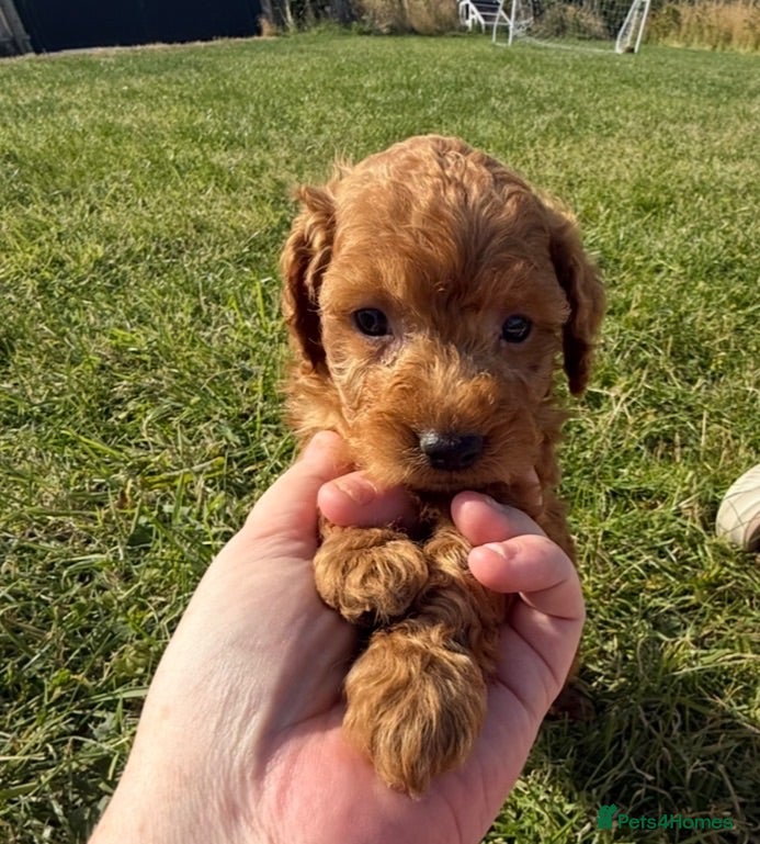 Cockapoo dogs Small F1b COCKAPOO Puppies (mini c/poo x toy poodl - Advert 1
