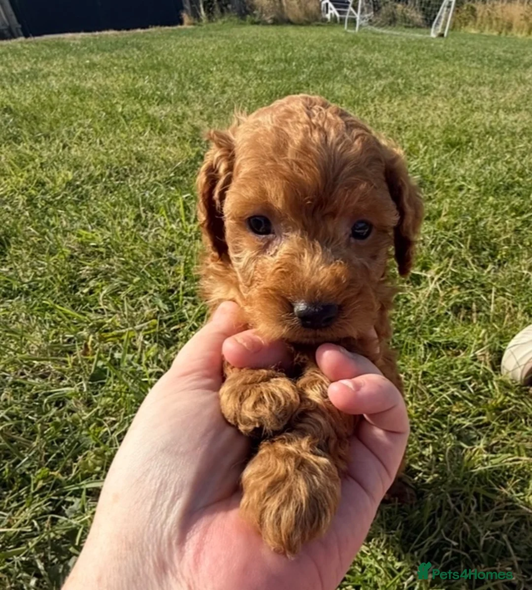 Cockapoo dogs for sale: Small F1b COCKAPOO Puppies (mini c/poo x toy poodl - Advert 2
